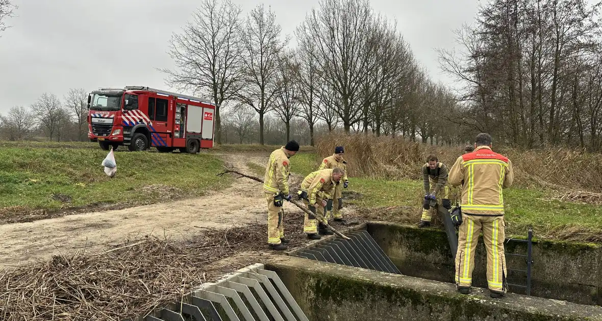 Brandweer bevrijdt vastzittende zwaan - Foto 4