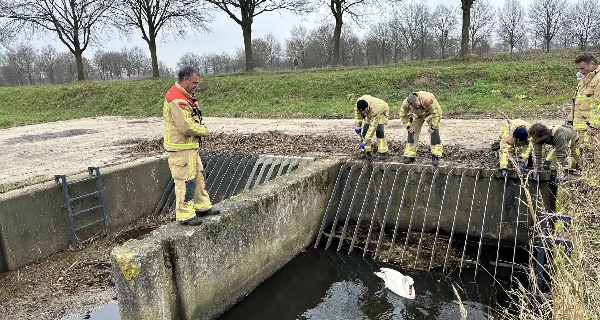 Brandweer bevrijdt vastzittende zwaan - Foto 5