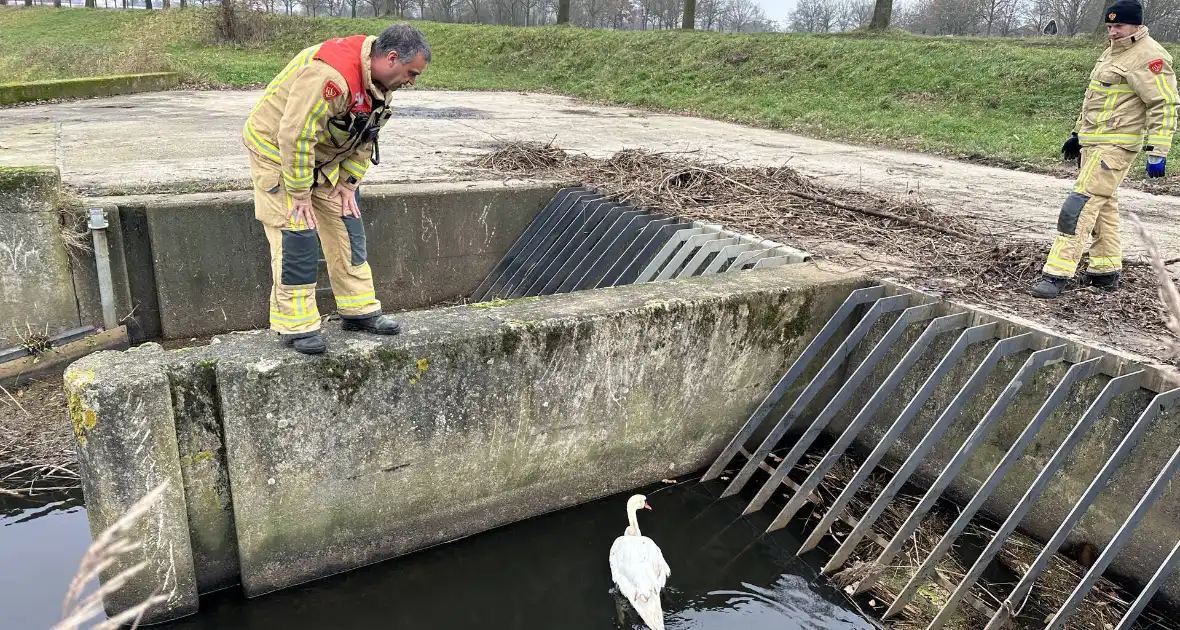 Brandweer bevrijdt vastzittende zwaan - Foto 6