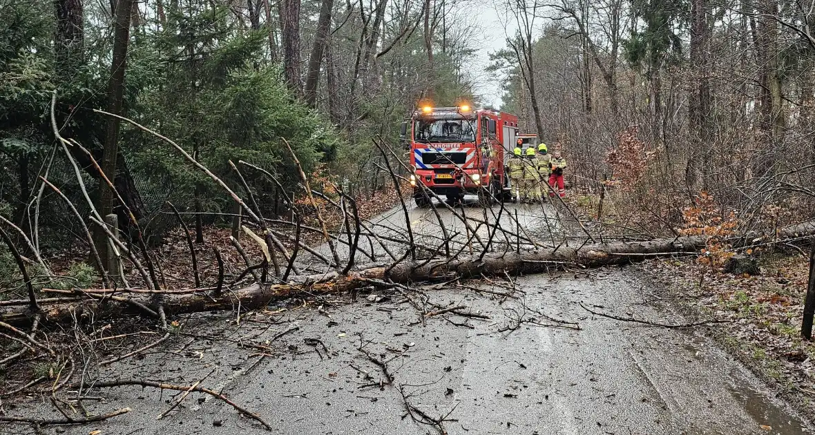 Twee bomen geveld door storm Pia