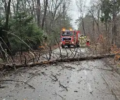 Twee bomen geveld door storm Pia