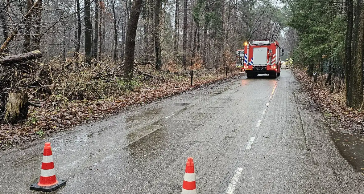 Twee bomen geveld door storm Pia - Foto 1