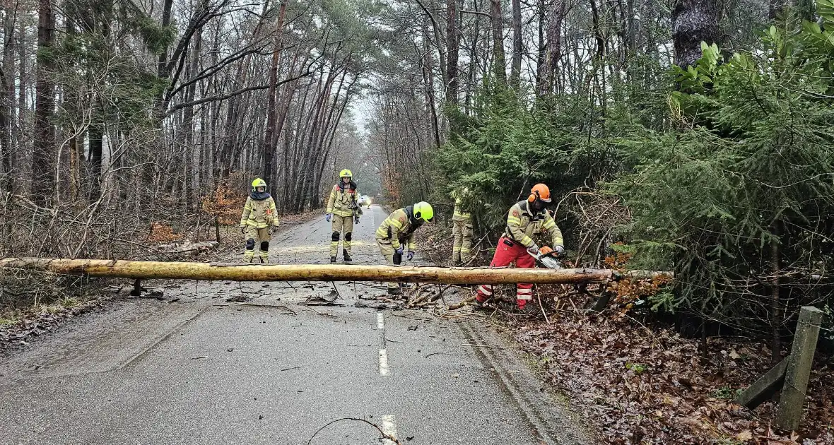 Twee bomen geveld door storm Pia - Foto 2