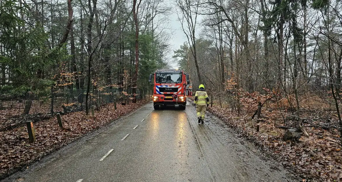 Twee bomen geveld door storm Pia - Foto 3