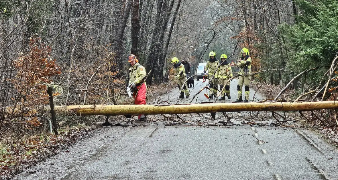 Twee bomen geveld door storm Pia - Foto 4