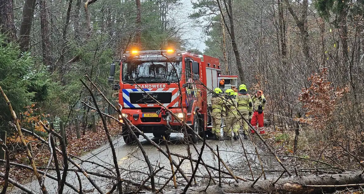 Twee bomen geveld door storm Pia - Foto 7