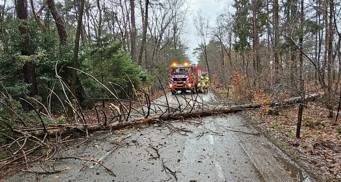 Twee bomen geveld door storm Pia - Foto 8