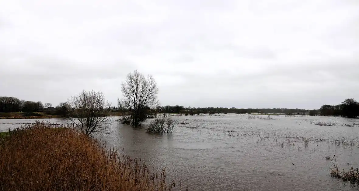 Hoogwater zet uiterwaarden van de Vecht onder water - Foto 4