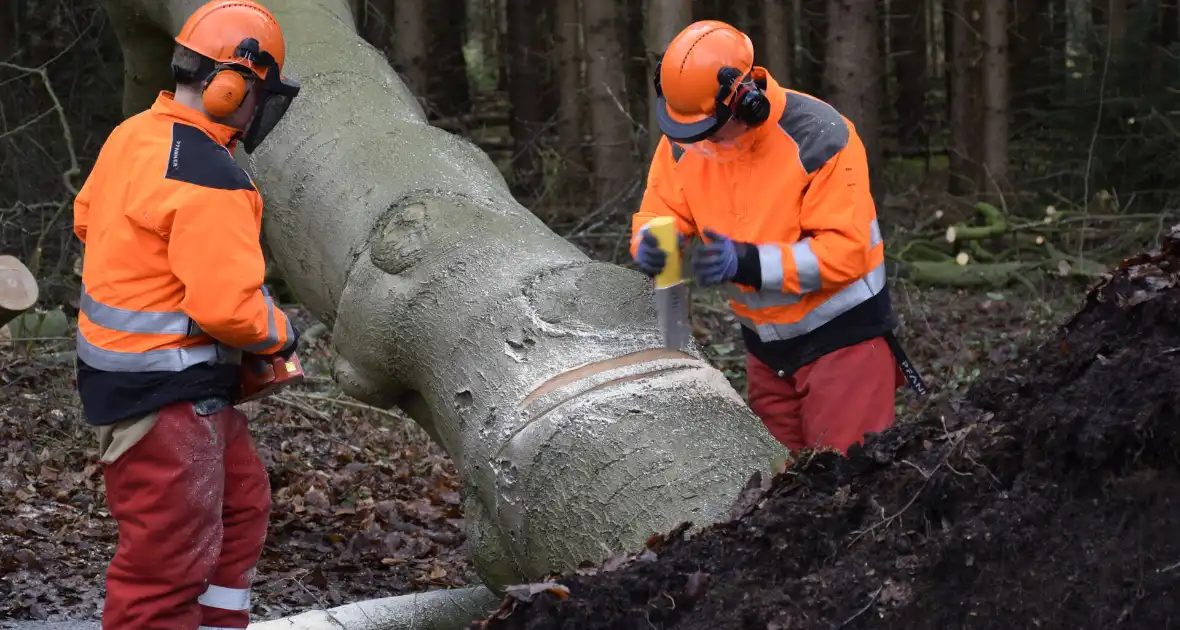 Groot materieel ingezet voor boom over fietspad - Foto 4