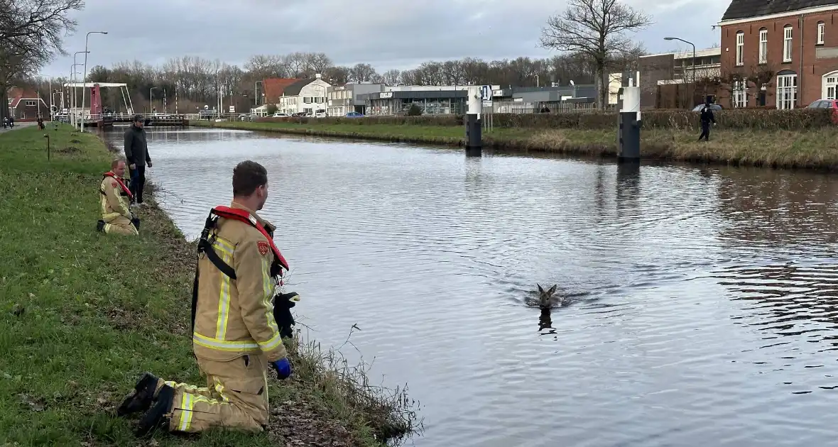 Brandweer redt hert uit vaart