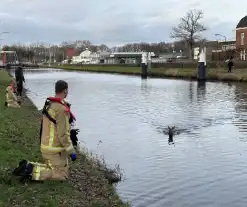 Brandweer redt hert uit vaart