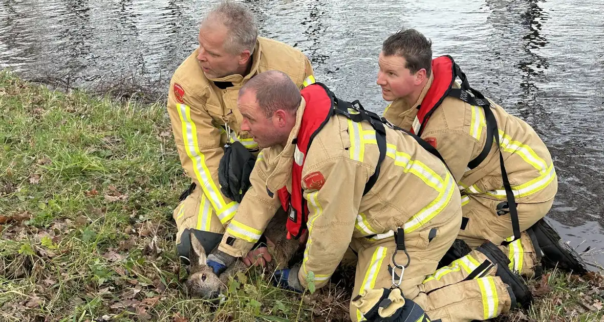 Brandweer redt hert uit vaart - Foto 1