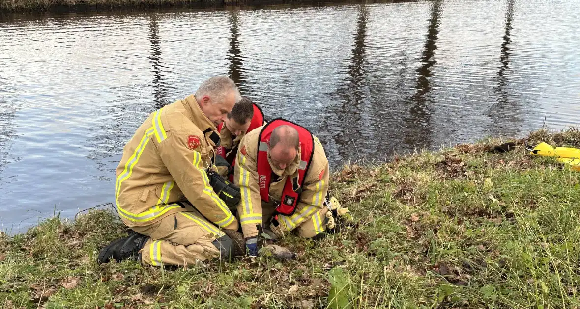 Brandweer redt hert uit vaart - Foto 2