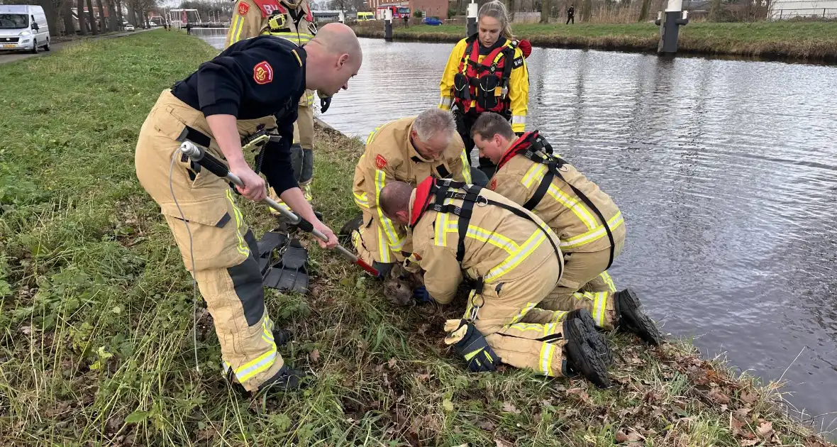 Brandweer redt hert uit vaart - Foto 3