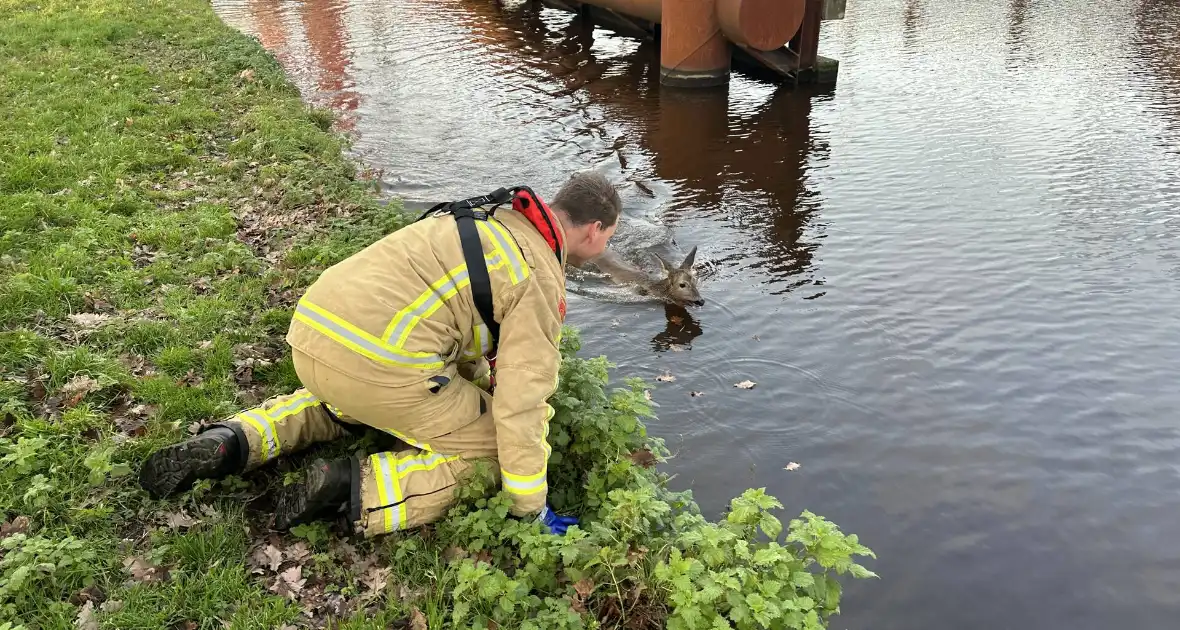 Brandweer redt hert uit vaart - Foto 4