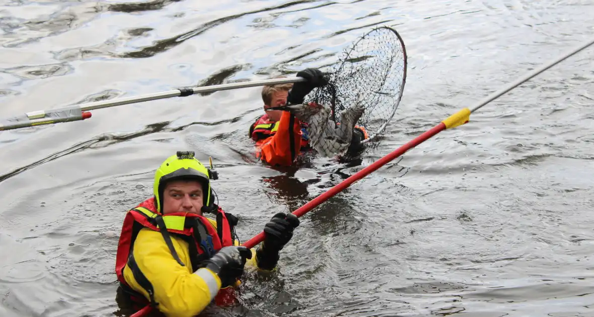 Dier gered door brandweer - Foto 11