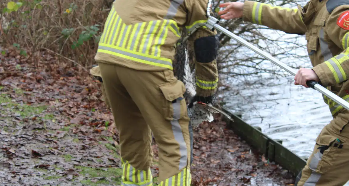 Dier gered door brandweer - Foto 16