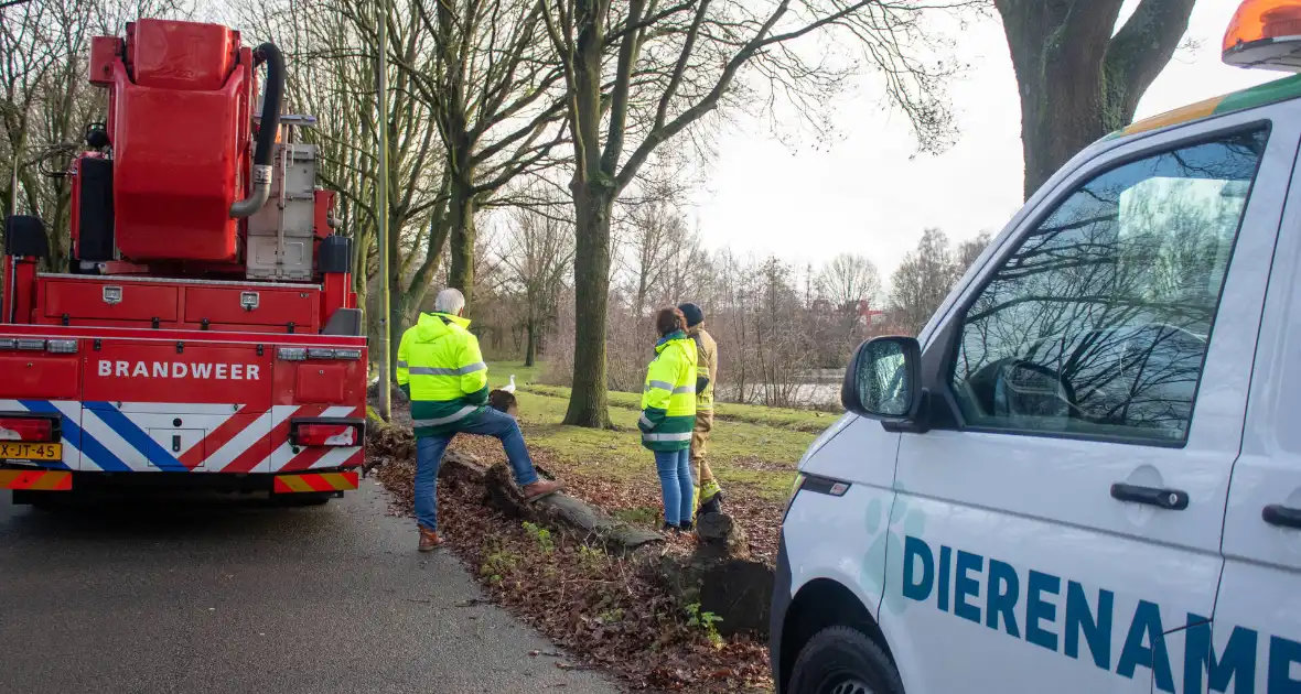 Dier gered door brandweer - Foto 23