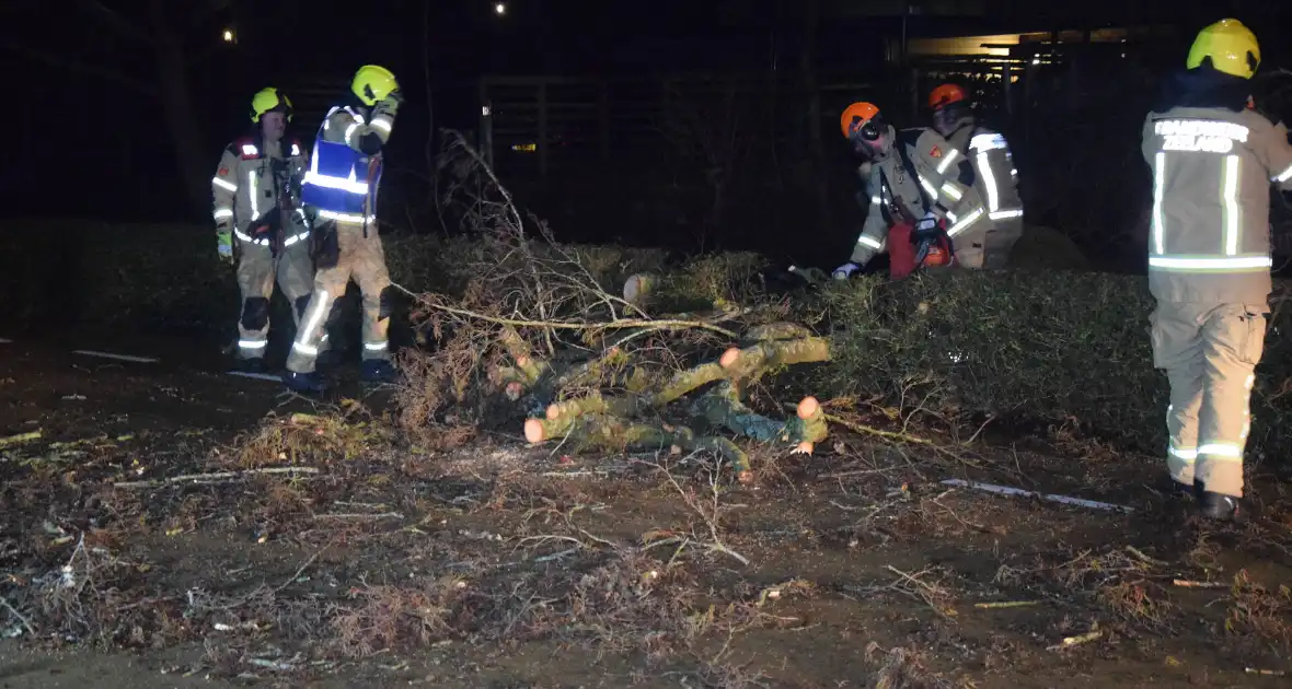 Brandweer en hovenier zagen omgewaaide boom in stukken