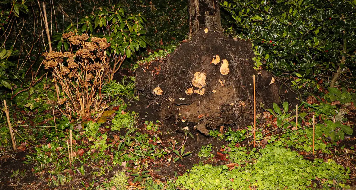 Boom valt tegen gebouw door harde wind - Foto 5