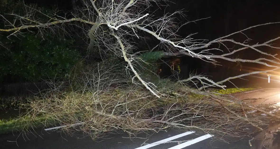 Automobilist ontwijkt ternauwernood een vallende boom - Foto 4