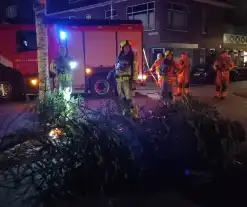 Brand in grote stapel kerstbomen