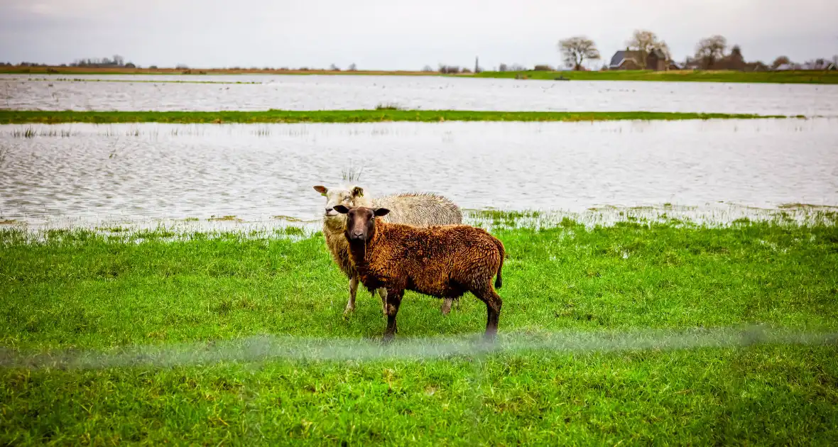 Hoogwater in de polder - Foto 11