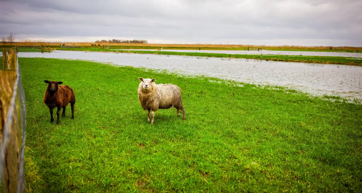 Hoogwater in de polder - Foto 9