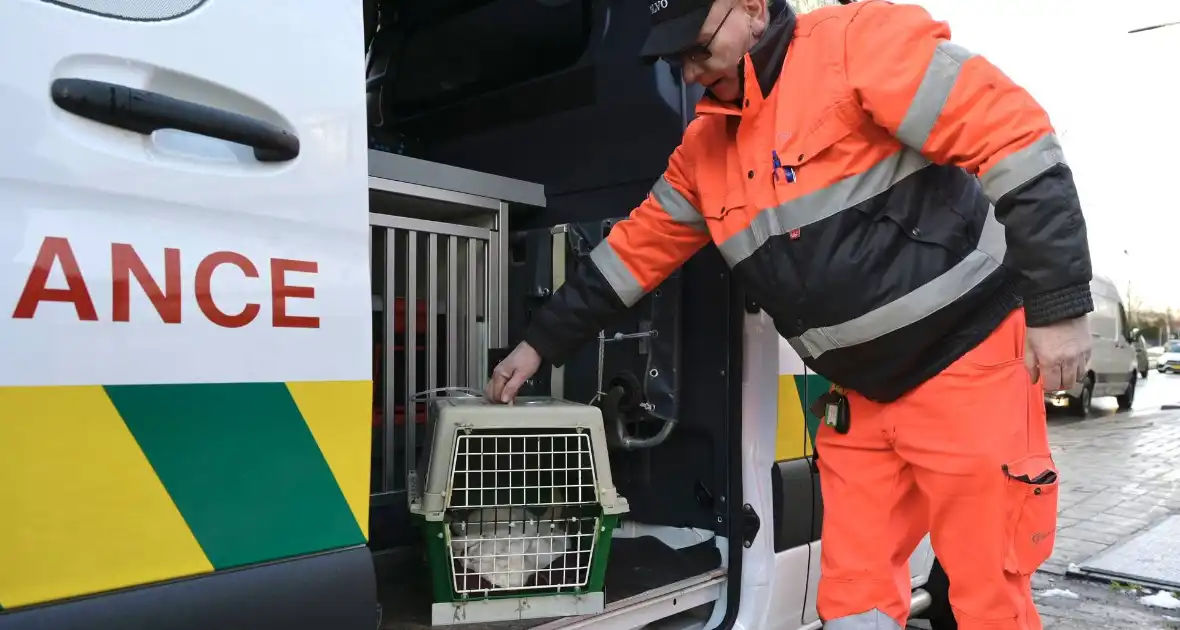 Hulpdiensten redden aangereden kat uit auto - Foto 3