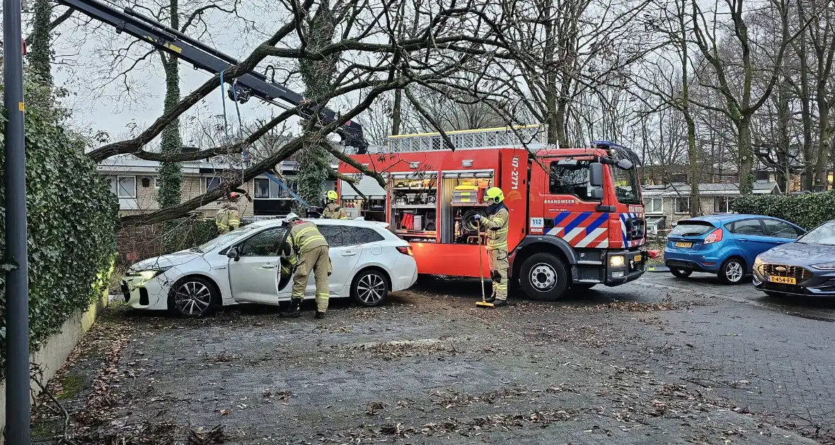 Meerdere auto's beschadigd door omgevallen boom - Foto 10