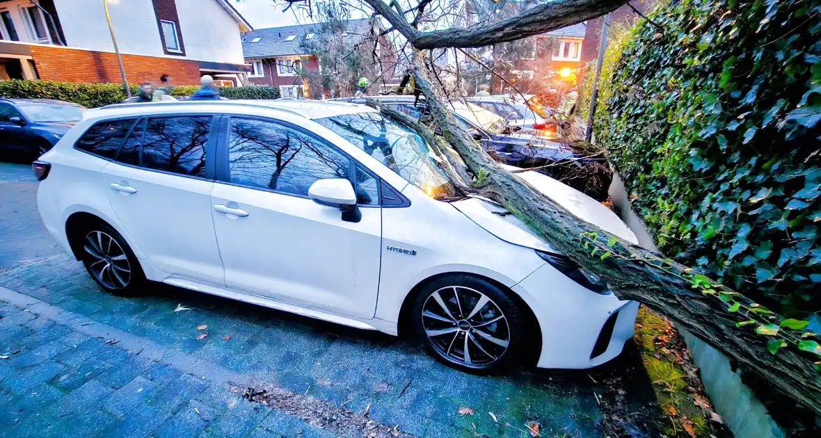 Meerdere auto's beschadigd door omgevallen boom - Foto 3