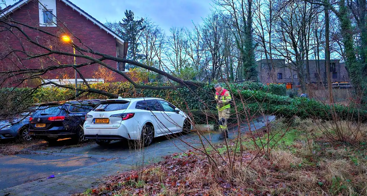 Meerdere auto's beschadigd door omgevallen boom - Foto 4