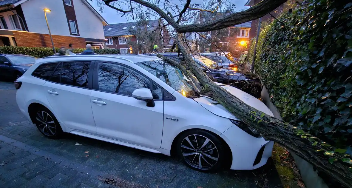 Meerdere auto's beschadigd door omgevallen boom - Foto 5