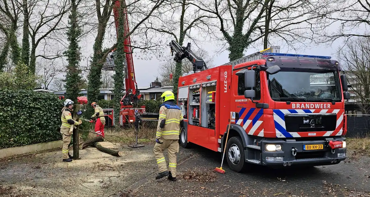 Meerdere auto's beschadigd door omgevallen boom - Foto 7