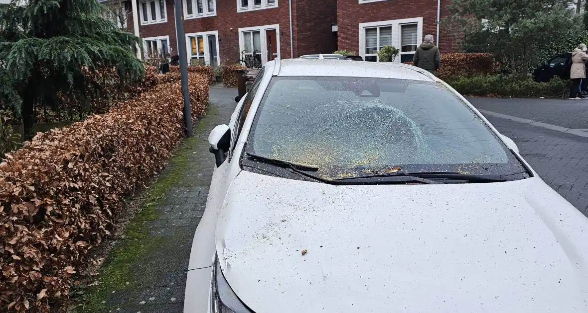 Meerdere auto's beschadigd door omgevallen boom - Foto 8