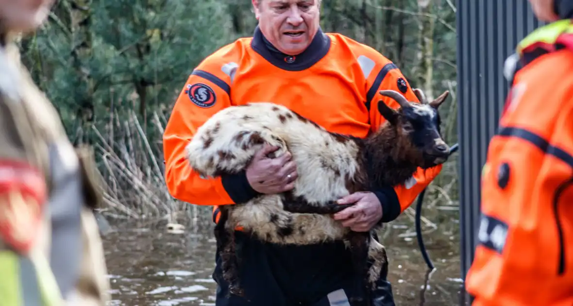 Dieren in de problemen door hoog water