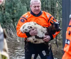 Dieren in de problemen door hoog water