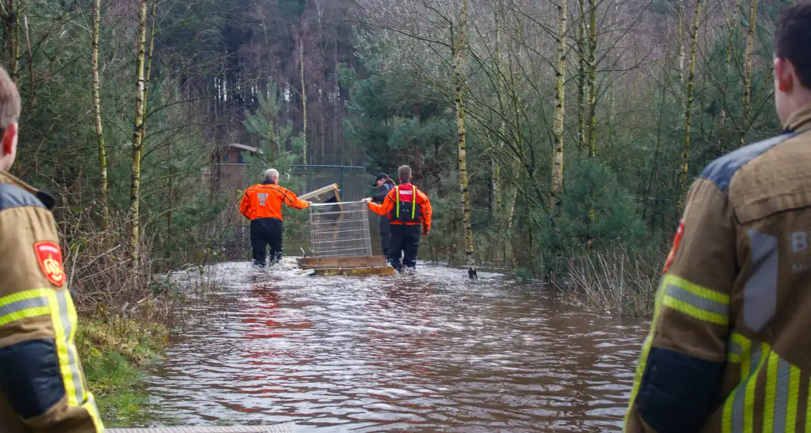 Dieren in de problemen door hoog water - Foto 1