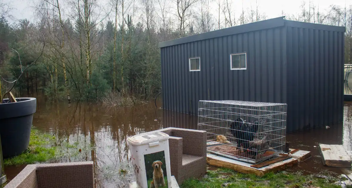 Dieren in de problemen door hoog water - Foto 2