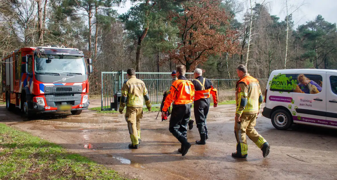 Dieren in de problemen door hoog water - Foto 3