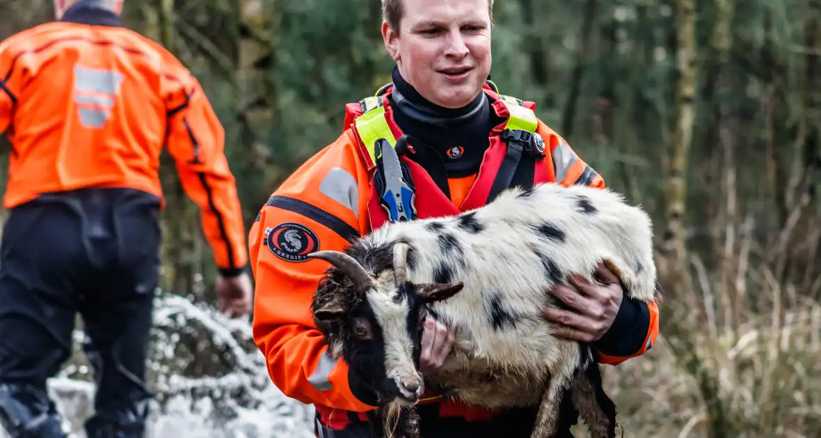 Dieren in de problemen door hoog water - Foto 6