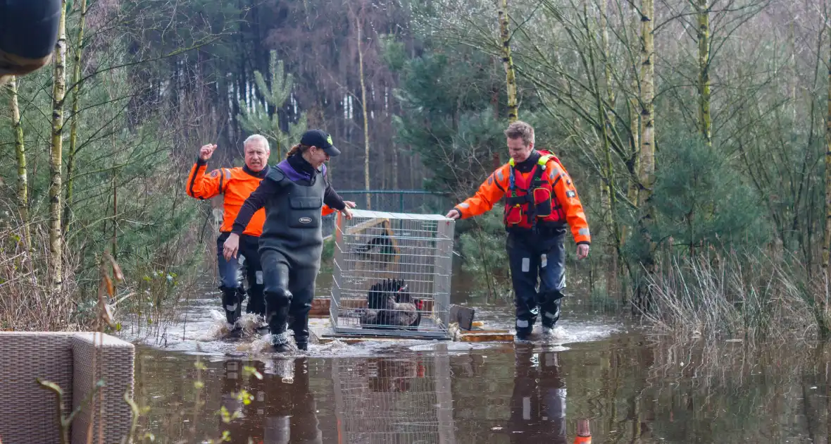 Dieren in de problemen door hoog water - Foto 8