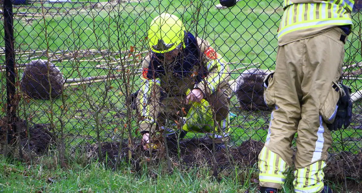 Gasleiding geraakt tijdens planten van bomen - Foto 8