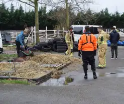 Brandweer ingezet voor paard in put