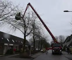 Papegaai Diva gaat ervandoor wanneer brandweer in actie komt