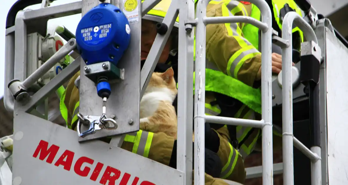 Brandweer haal kat na twee dagen van dak - Foto 3