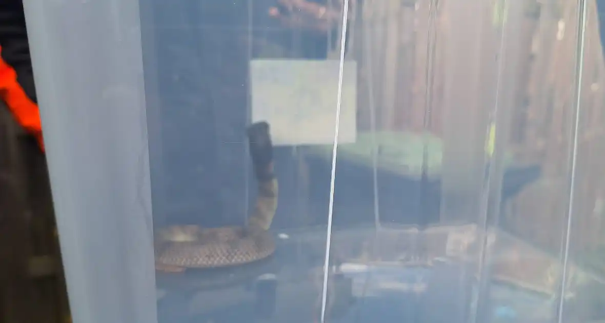 Giftige ontsnapt cobra eindelijk gevangen - Foto 8