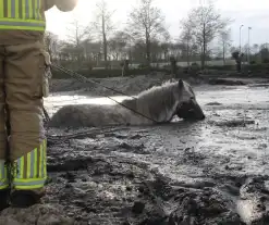 Paard muurvast in modderpoel