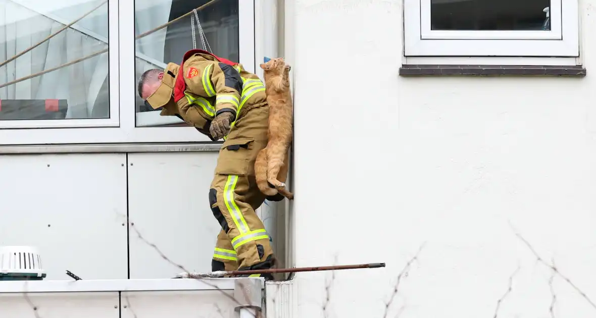 Poes springt van dak tijdens reddingsactie brandweer - Foto 3