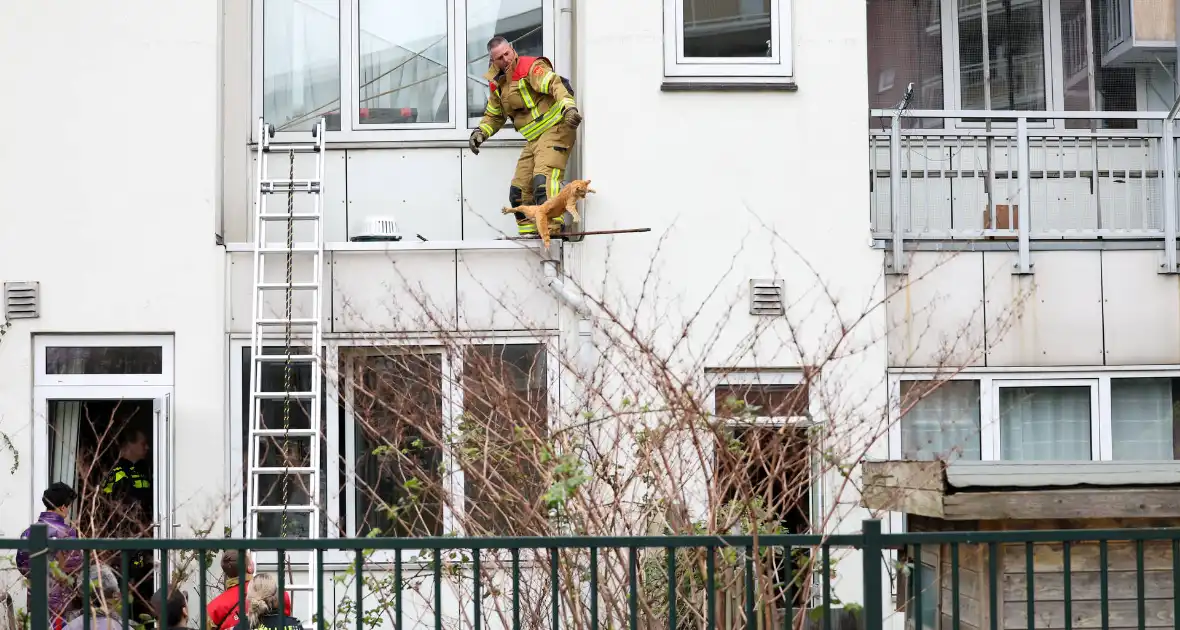 Poes springt van dak tijdens reddingsactie brandweer - Foto 6